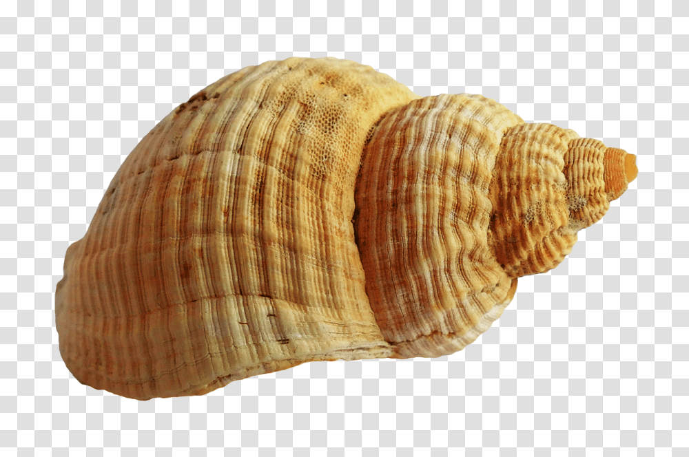 Sea Shell Image 2, Nature, Sea Life, Animal, Seashell Transparent Png
