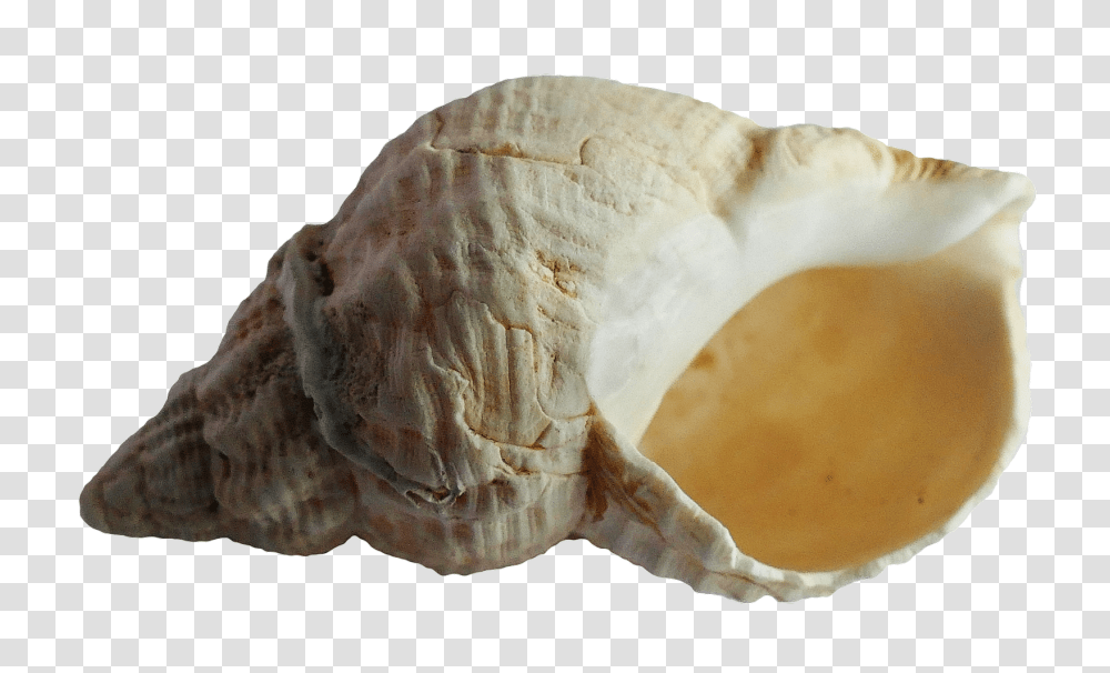 Sea Shell Image, Nature, Animal, Invertebrate, Seashell Transparent Png