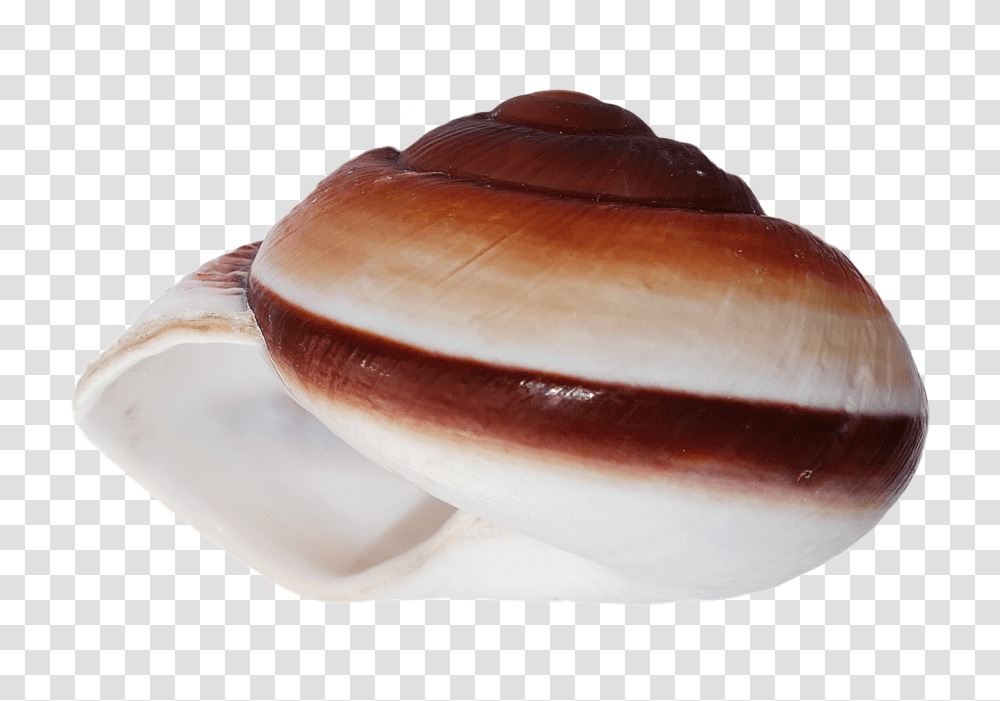 Sea Shell Image, Nature, Bread, Food, Bun Transparent Png