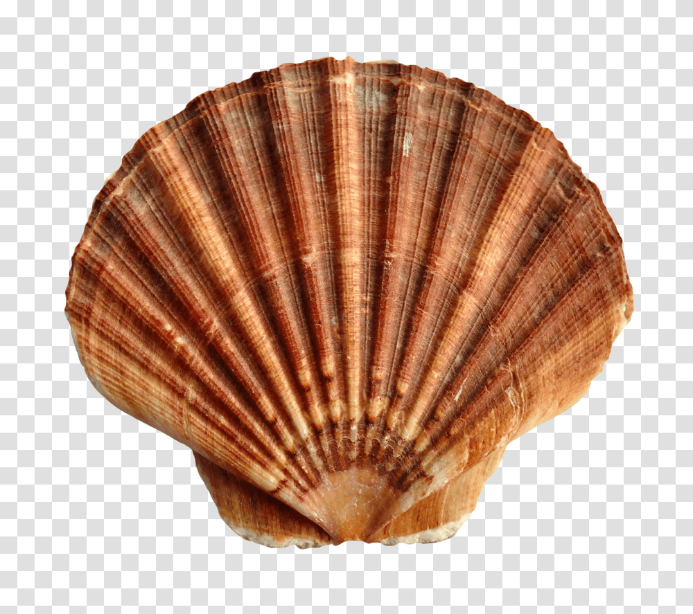 Sea Shell Image, Nature, Clam, Seashell, Invertebrate Transparent Png