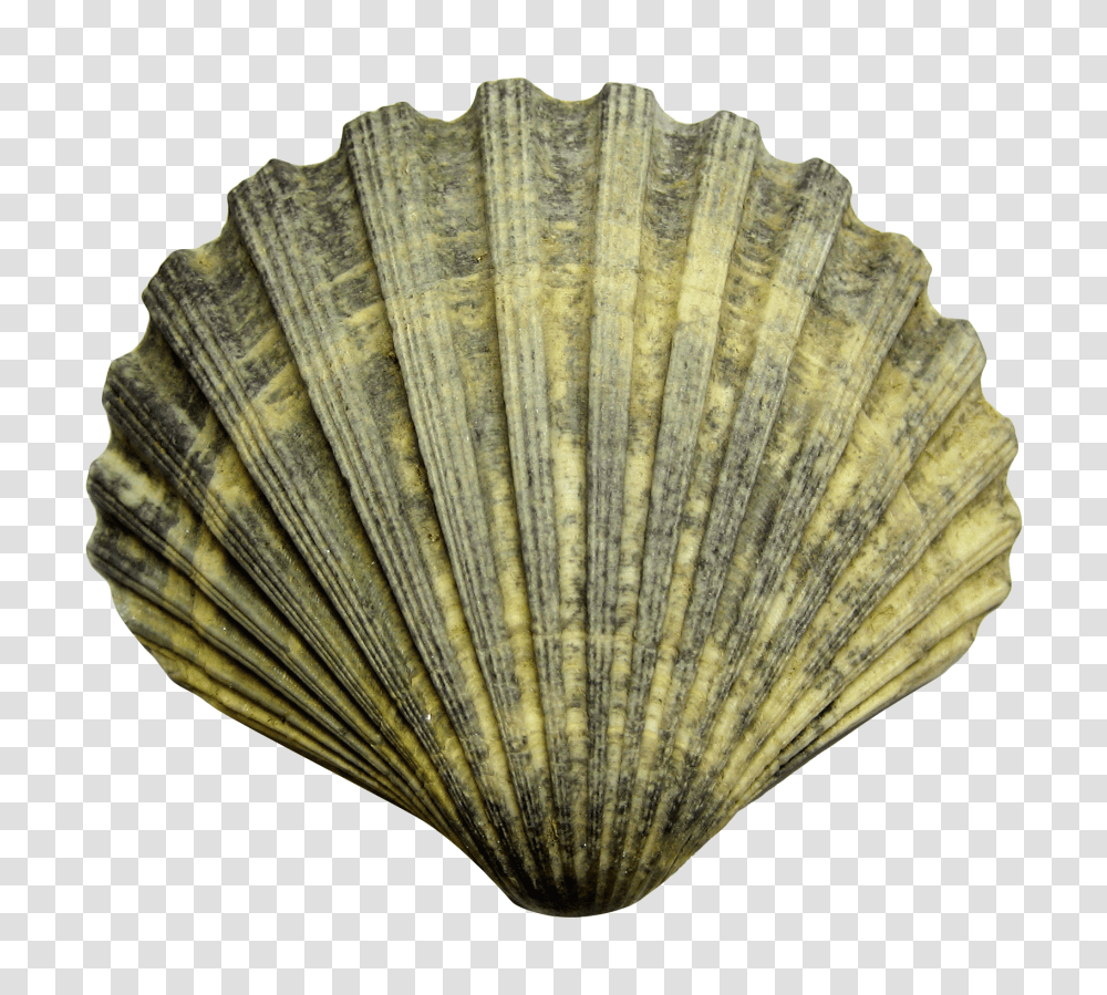 Sea Shell Image, Nature, Clam, Seashell, Invertebrate Transparent Png