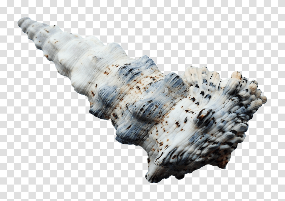 Sea Shell Image, Nature, Conch, Seashell, Invertebrate Transparent Png
