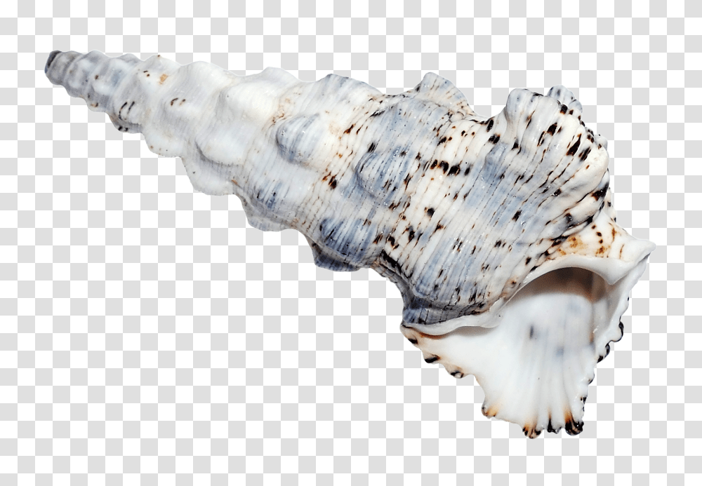 Sea Shell Image, Nature, Conch, Seashell, Invertebrate Transparent Png