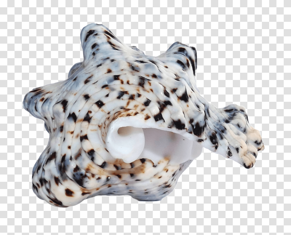 Sea Shell Image, Nature, Conch, Seashell, Invertebrate Transparent Png