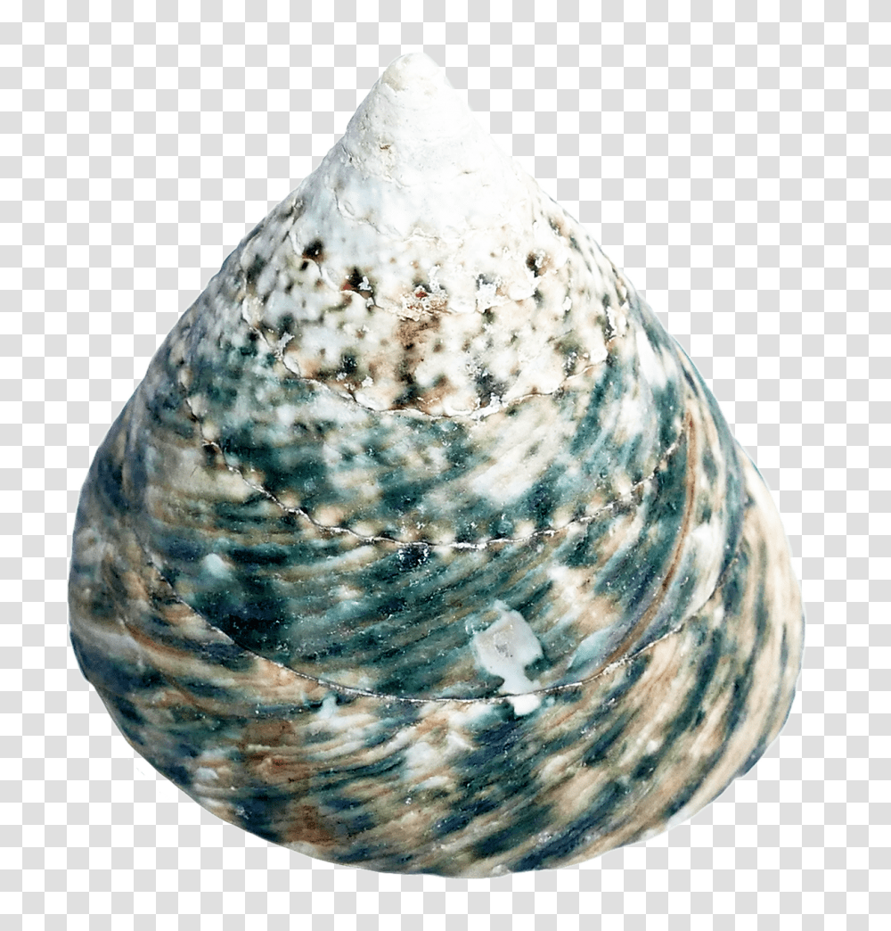 Sea Shell Image, Nature, Cone, Triangle, Rug Transparent Png