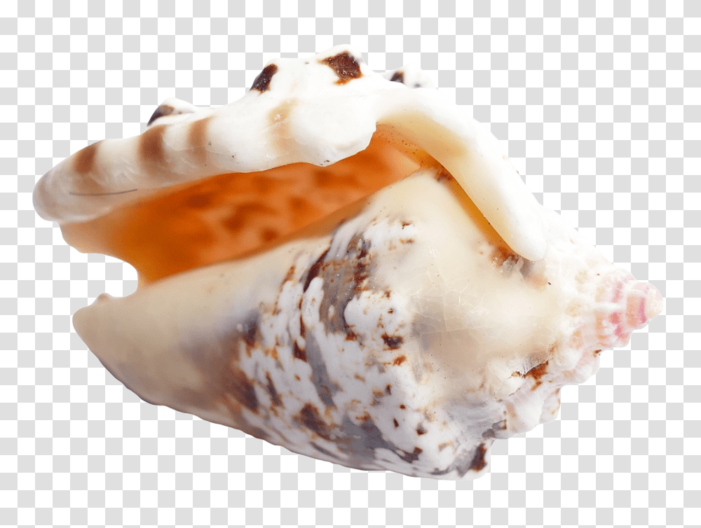 Sea Shell Image, Nature, Cream, Dessert, Food Transparent Png