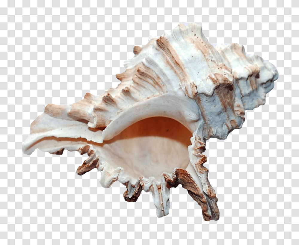 Sea Shell Image, Nature, Fungus, Conch, Seashell Transparent Png