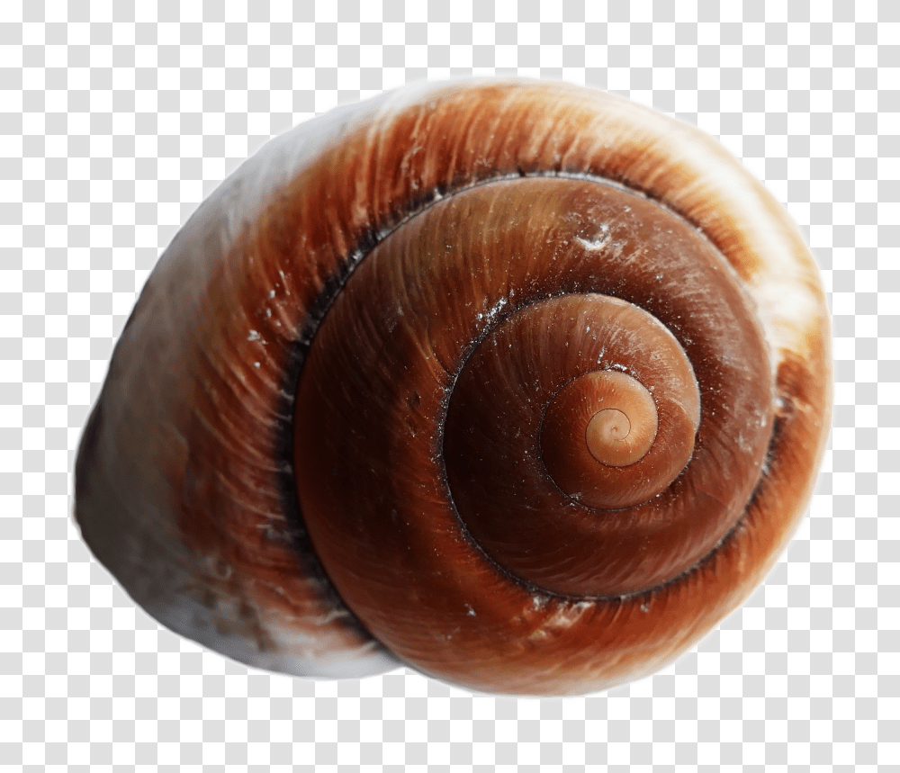 Sea Shell Image, Nature, Invertebrate, Animal, Fungus Transparent Png