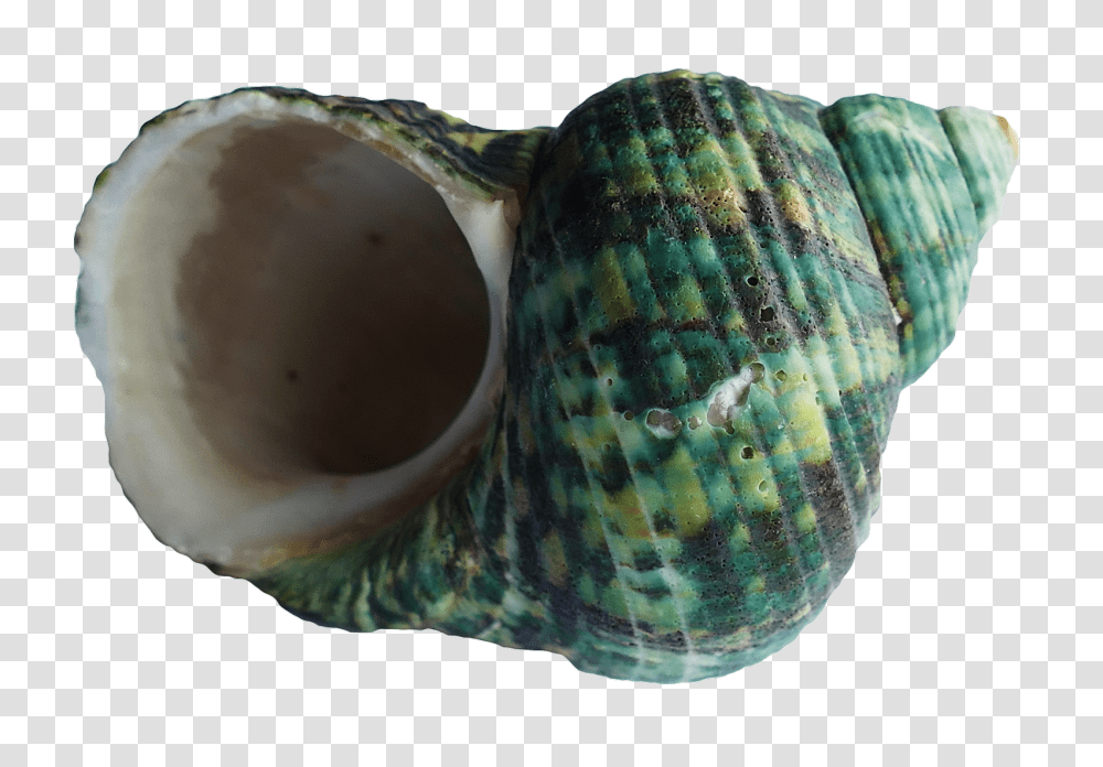 Sea Shell Image, Nature, Sea Life, Animal, Conch Transparent Png