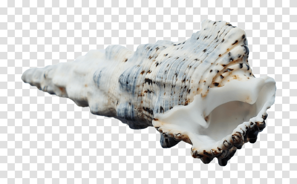 Sea Shell Image, Nature, Sea Life, Animal, Seashell Transparent Png