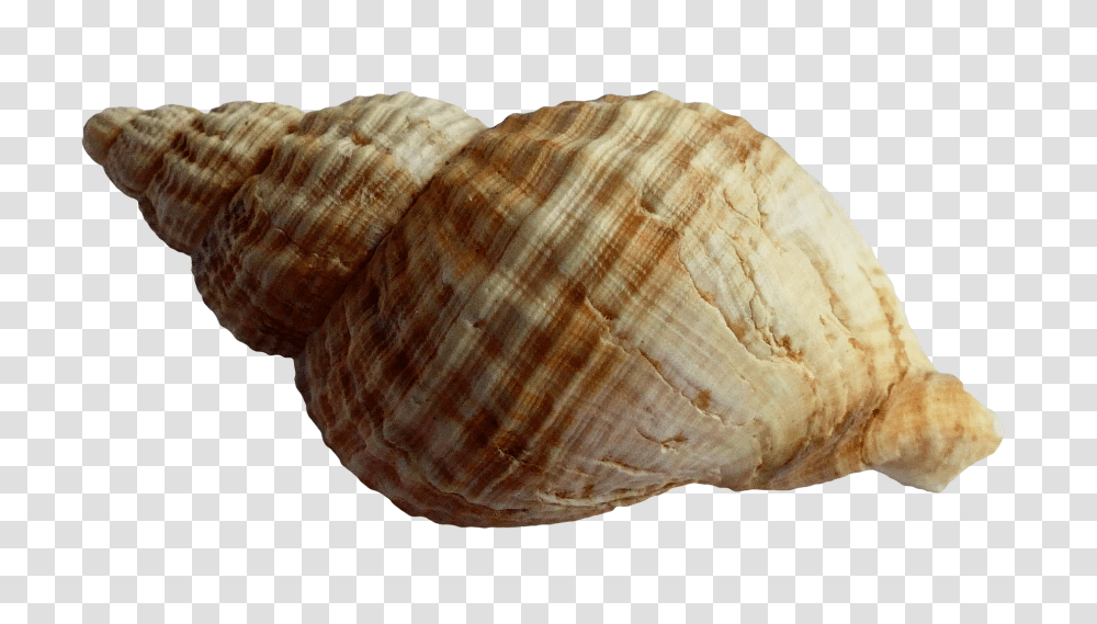 Sea Shell Image, Nature, Sea Life, Animal, Seashell Transparent Png