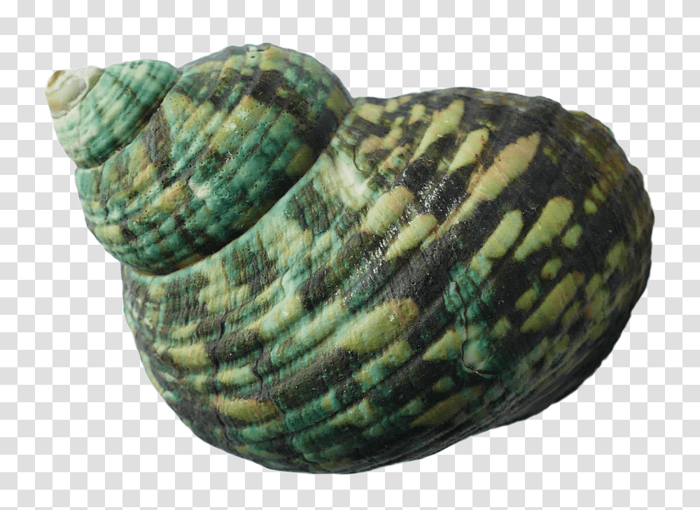 Sea Shell Image, Plant, Food, Fruit, Snake Transparent Png