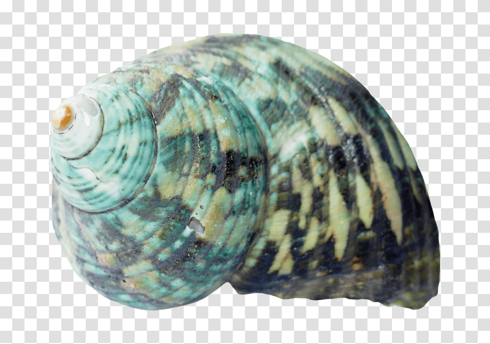 Seashell Image, Nature, Sea Life, Animal, Invertebrate Transparent Png