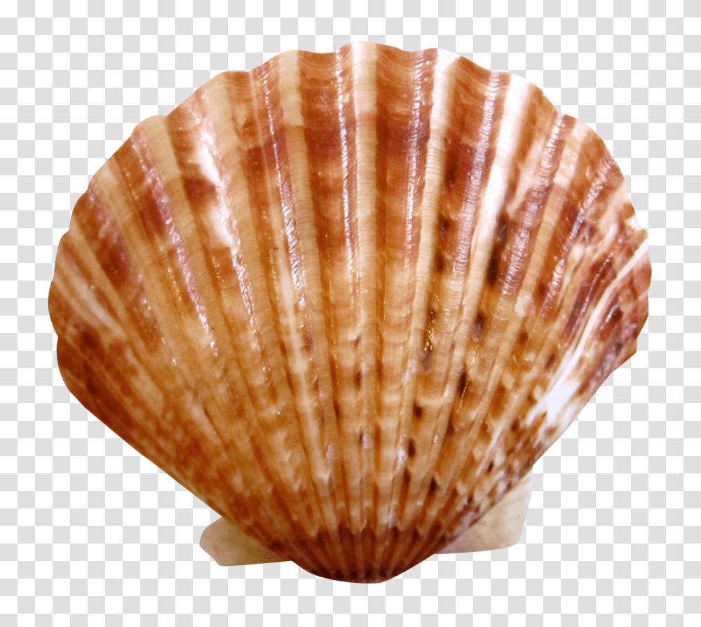 Shell Image, Clam, Seashell, Invertebrate, Sea Life Transparent Png