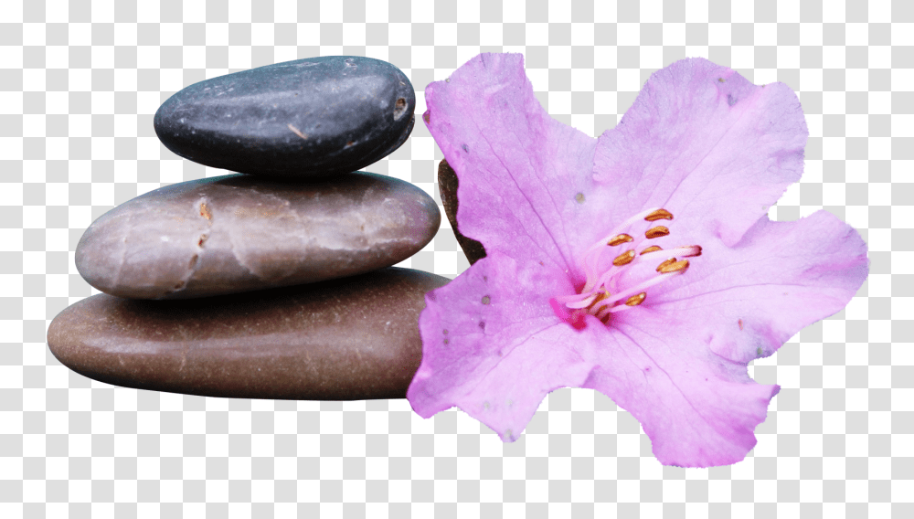 Spa Stone Image, Nature, Plant, Geranium, Flower Transparent Png