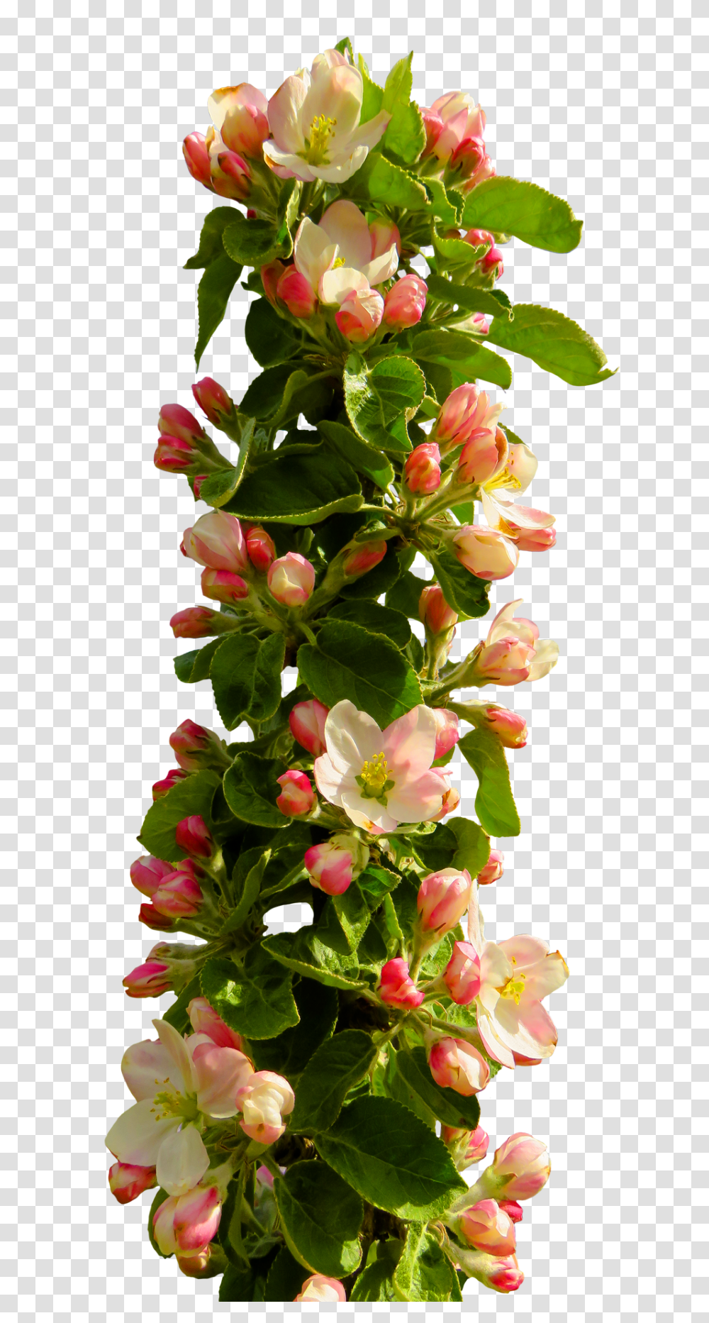 Spring Flower Image, Plant, Flower Arrangement, Flower Bouquet, Ikebana Transparent Png