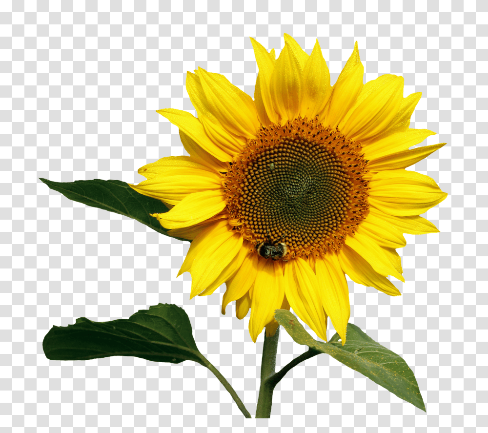Sunflower Image, Plant, Blossom, Honey Bee, Insect Transparent Png