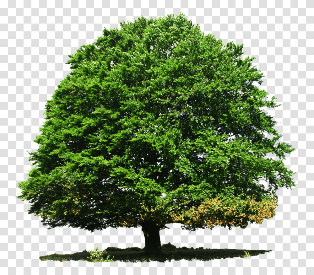 Tree Image, Nature, Plant, Maple, Oak Transparent Png