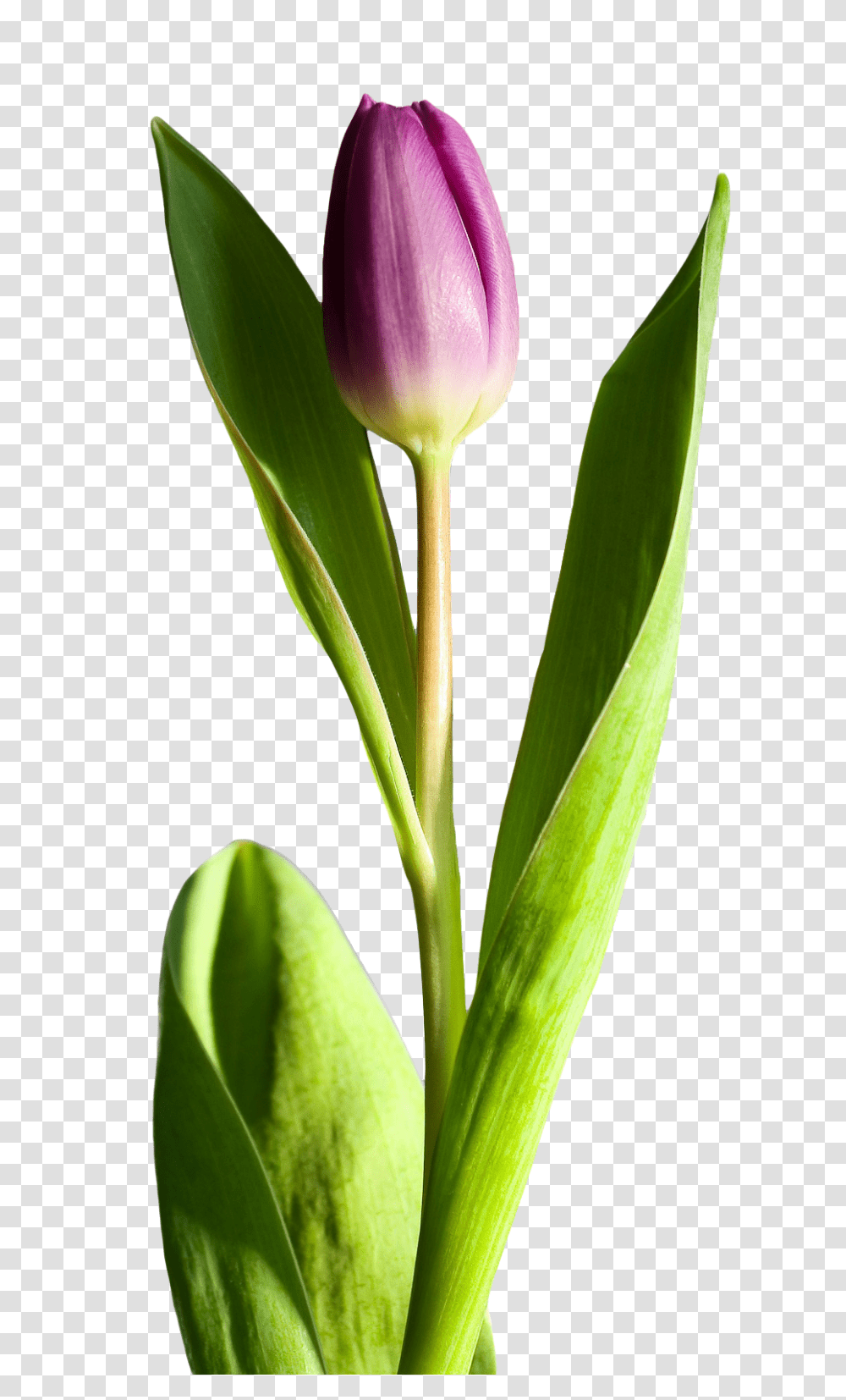 Tulip Flower Image, Plant, Blossom Transparent Png