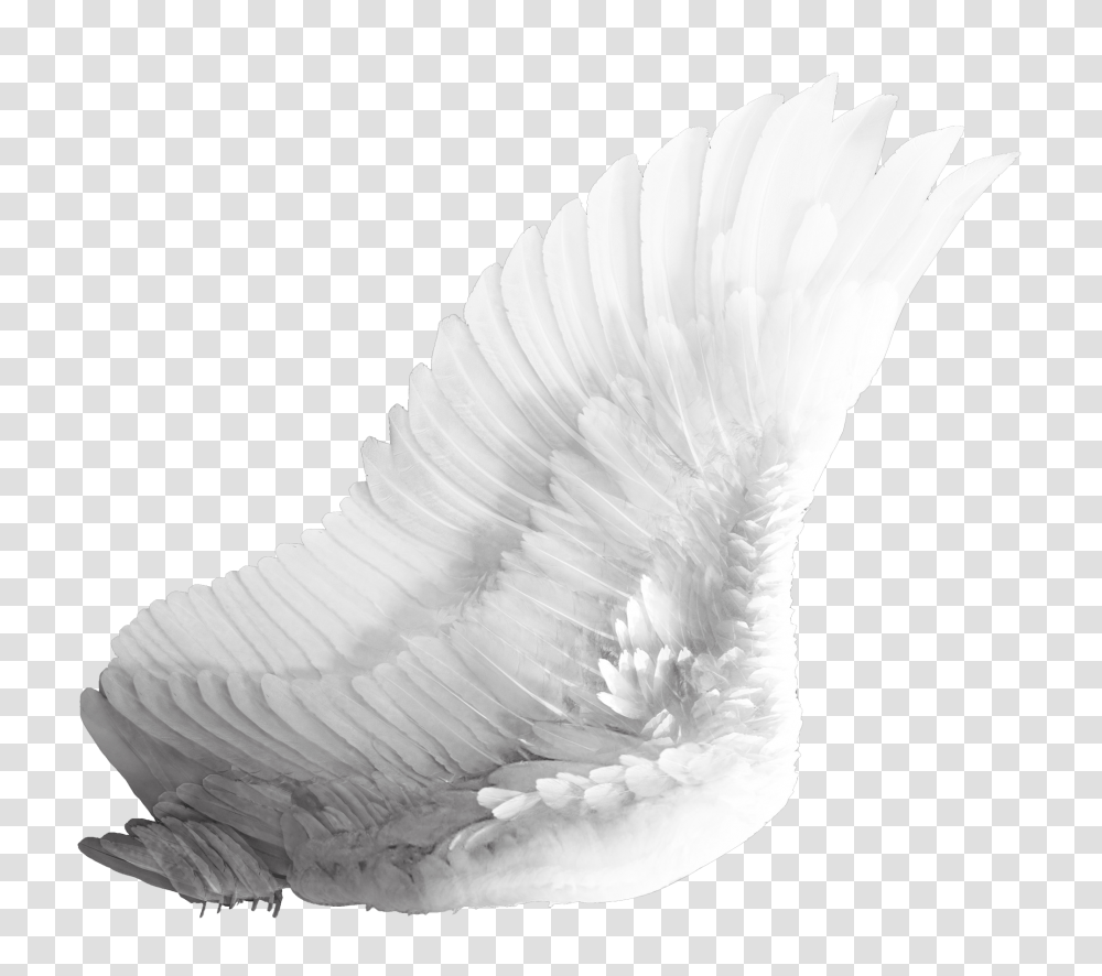 Wings Image, Bird, Animal, Angel Transparent Png