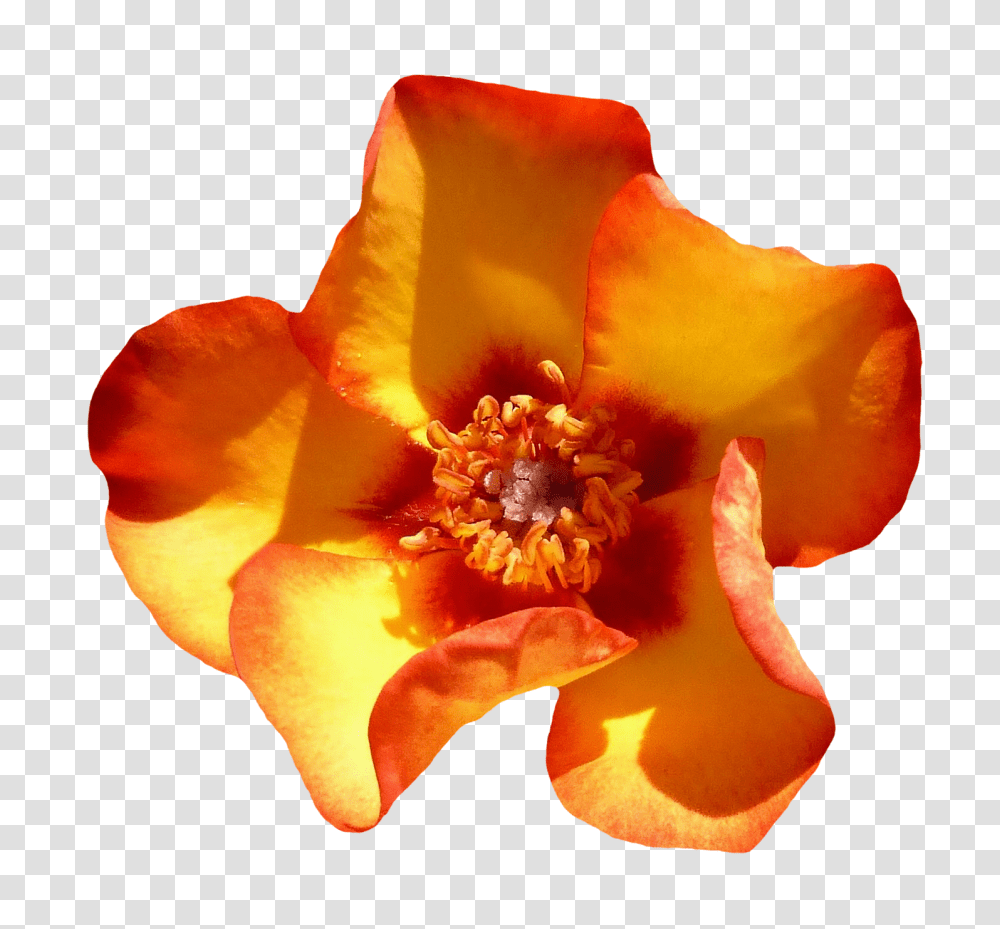 Yellow Rose Flower Top View Image, Plant, Pollen, Petal, Blossom Transparent Png