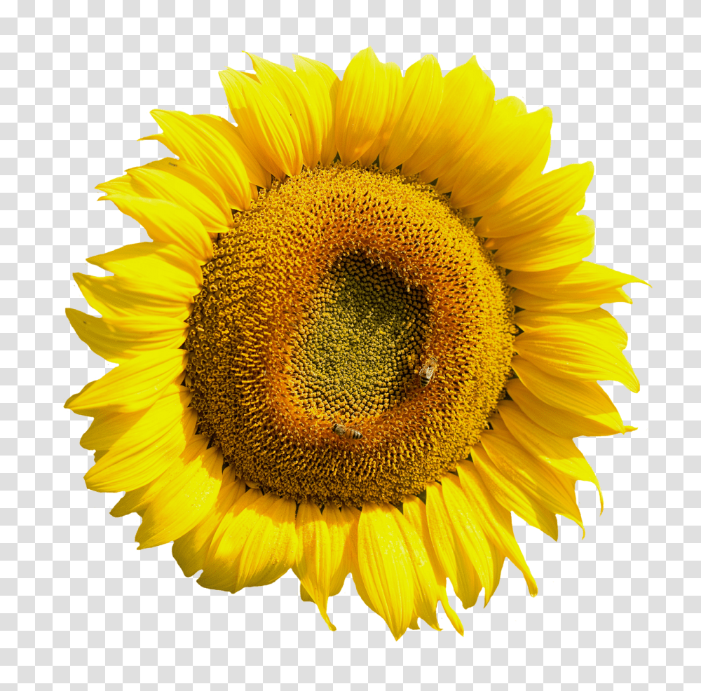 Yellow Sunflower Flower Image, Plant, Blossom Transparent Png