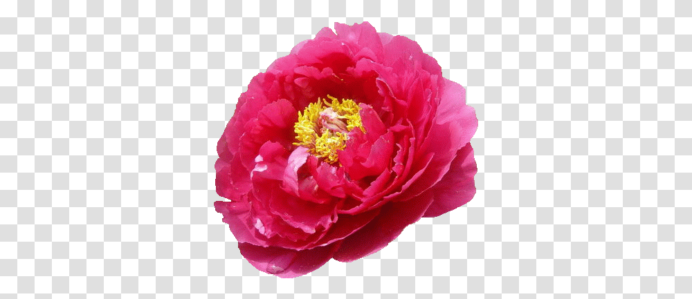 Pngpng Chinese Peony, Flower, Plant, Blossom, Rose Transparent Png