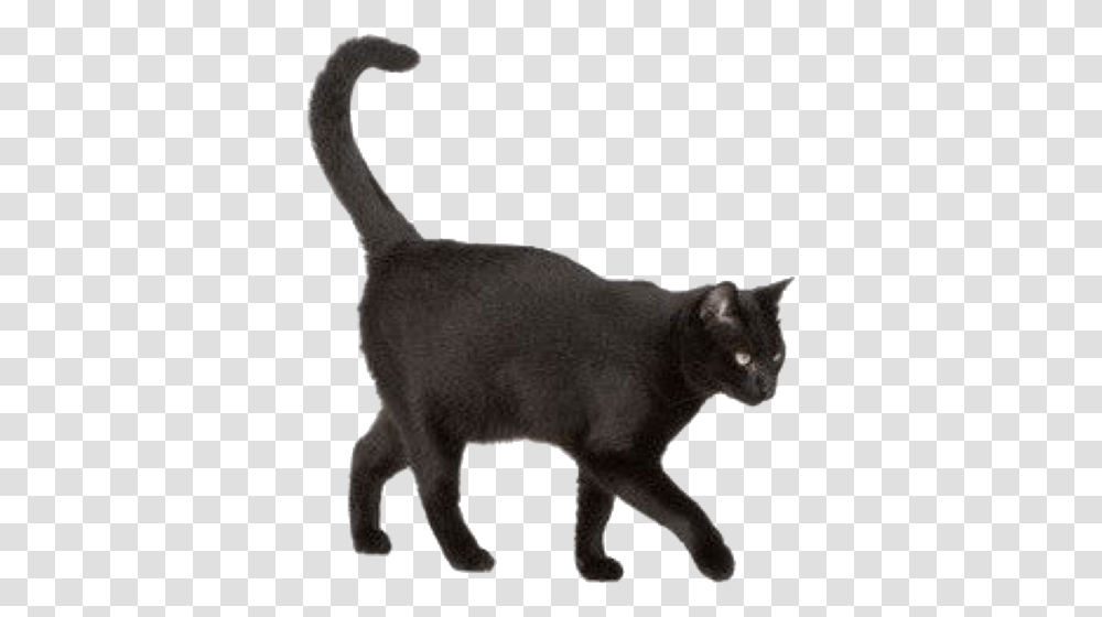 Pngs For Moodboards Black Cat, Pig, Mammal, Animal, Pet Transparent Png