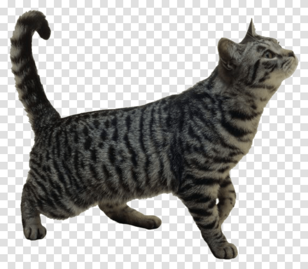 Pngs For Moodboards - Like Or Reblog If Used Cats Stock Image Background, Manx, Pet, Mammal, Animal Transparent Png