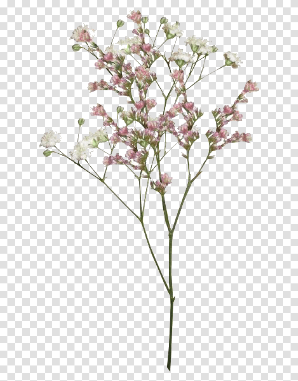Pngs Like Or Reblog If Used, Plant, Flower, Blossom, Flower Arrangement Transparent Png