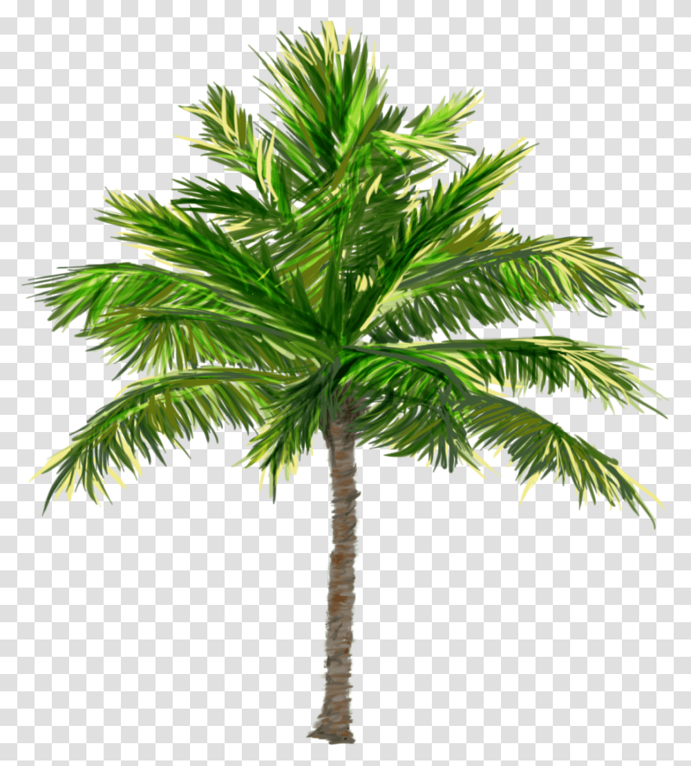 Pngs Render Black For Transparency Even On A Translucent Palm Tree Background, Plant, Arecaceae Transparent Png