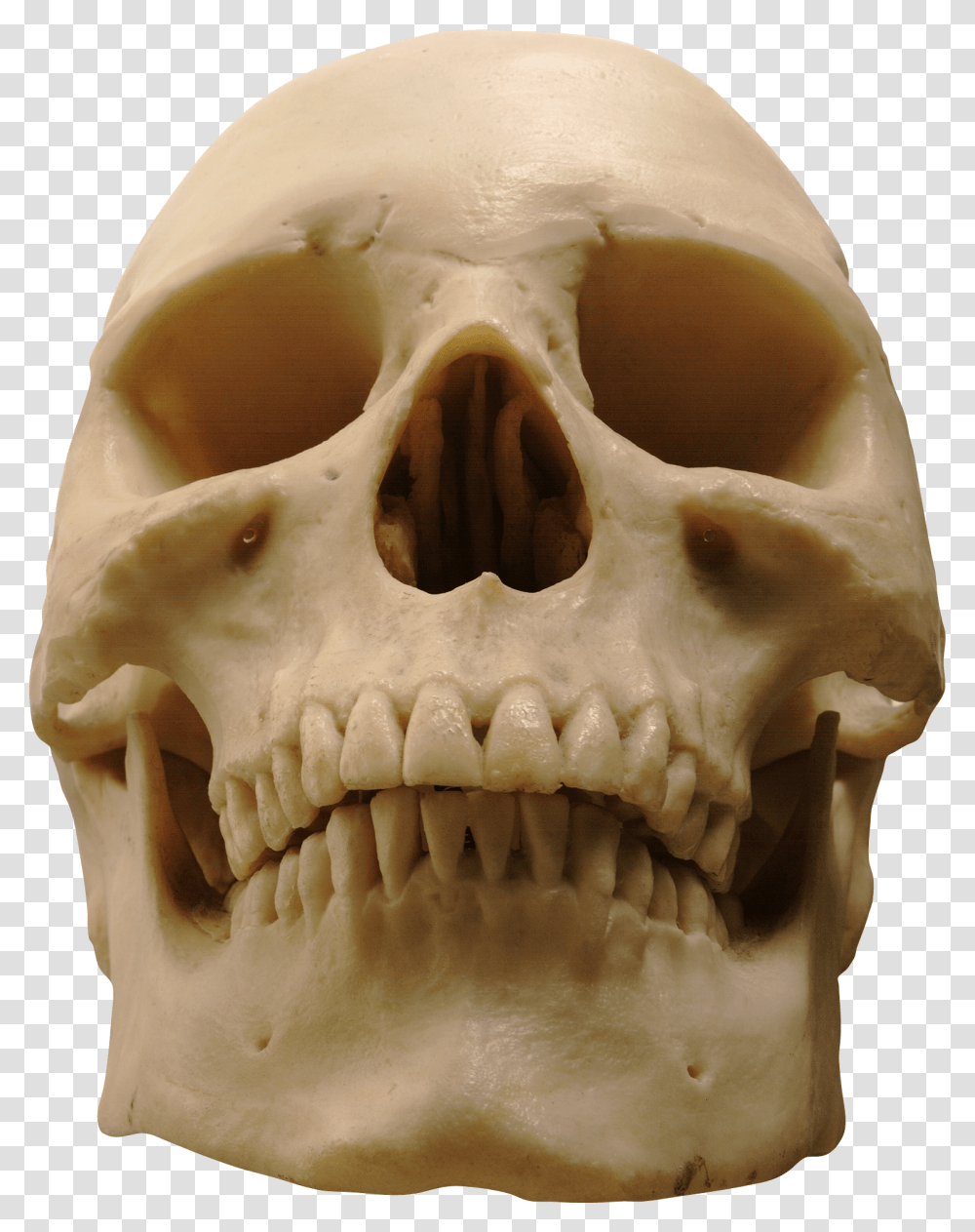 Pngs Skull, Jaw, Fossil, Fungus, Teeth Transparent Png