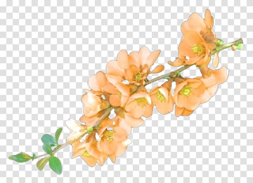 Pngs Transparents Sticker Stickers Aest Aesthetic Orange Flowers, Plant, Blossom, Cherry Blossom, Anther Transparent Png