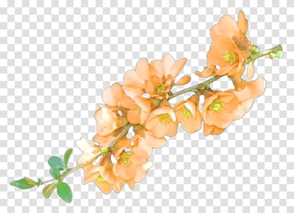 Pngs Transparents Sticker Stickers Flower Overlays, Plant, Blossom, Cherry Blossom, Anther Transparent Png