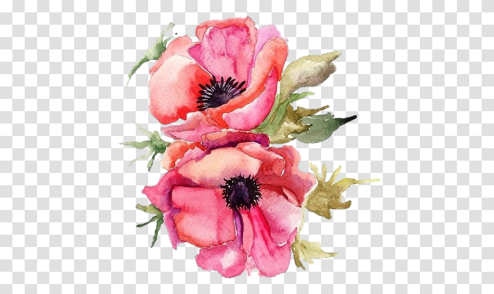 Pngstickers Watercolor Illustration Watercolor Poppy, Plant, Flower, Rose, Petal Transparent Png