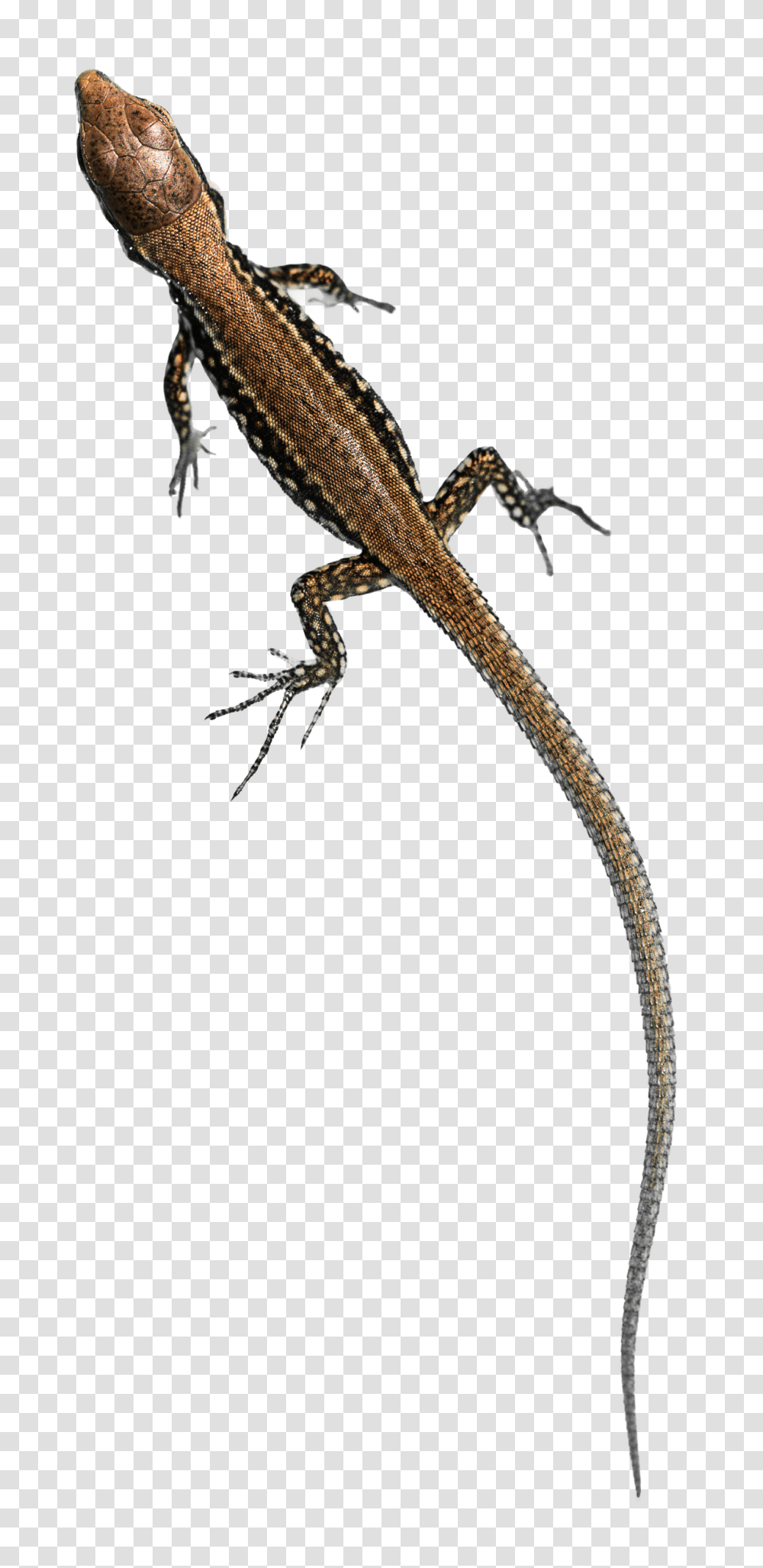 Podarcis Muralis, Lizard, Reptile, Animal, Gecko Transparent Png