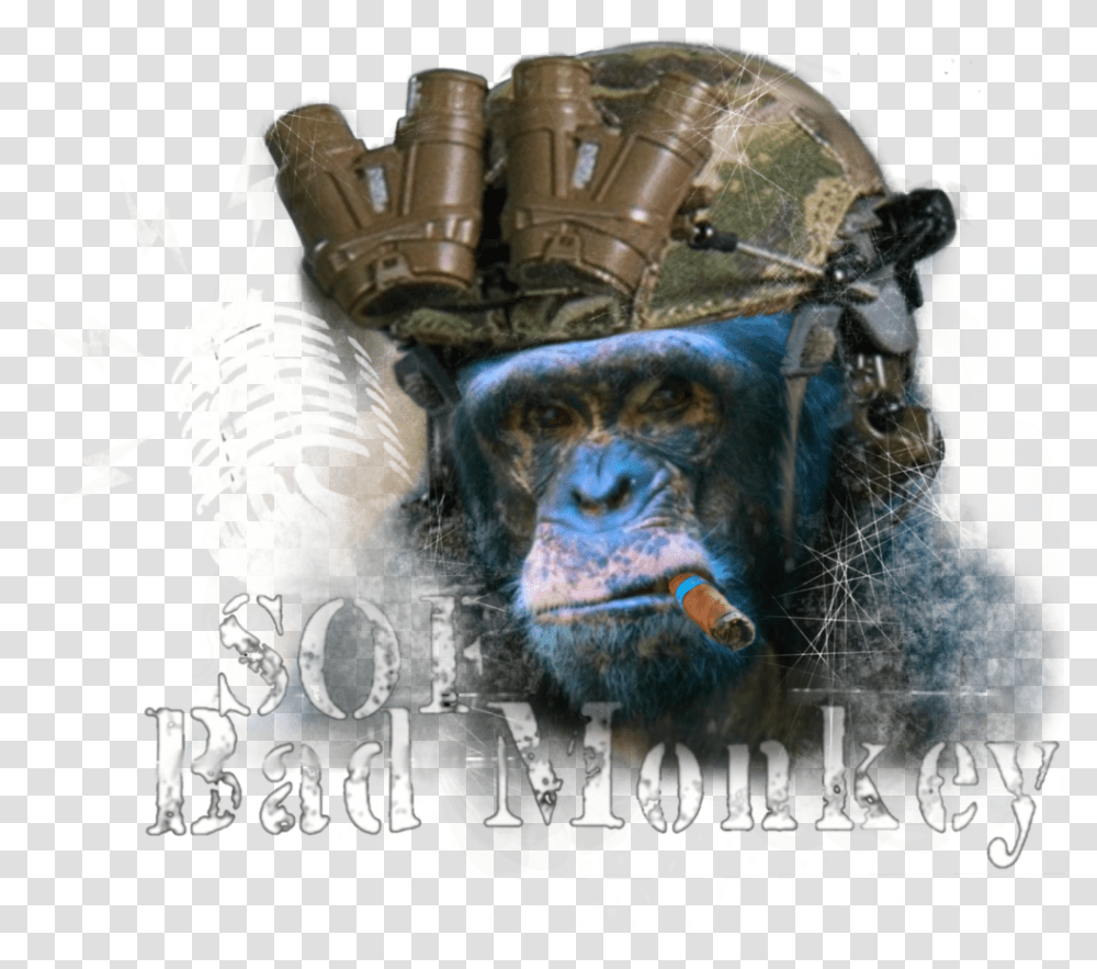 Podcasts - Sofbadmonkey Chimp, Mammal, Animal, Wildlife Transparent Png