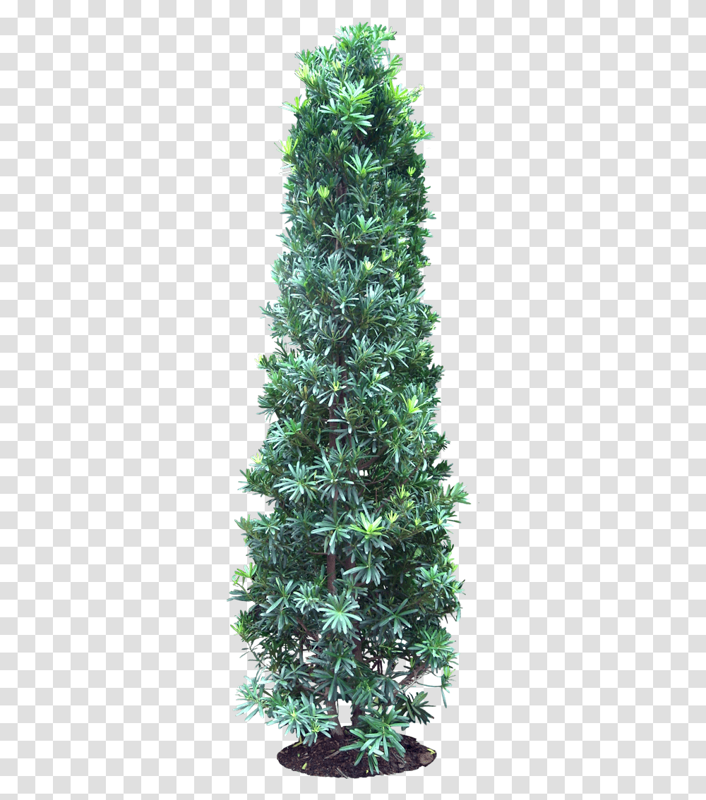 Podocarpus, Tree, Plant, Conifer, Christmas Tree Transparent Png