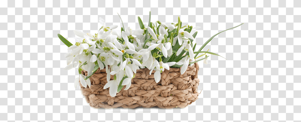 Podsnezhniki V Korzine, Plant, Flower, Blossom, Basket Transparent Png