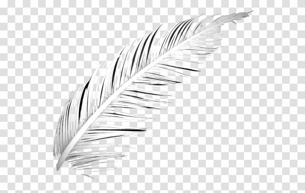 Poetry Feather Lightest, Drawing, Zebra, Sketch Transparent Png