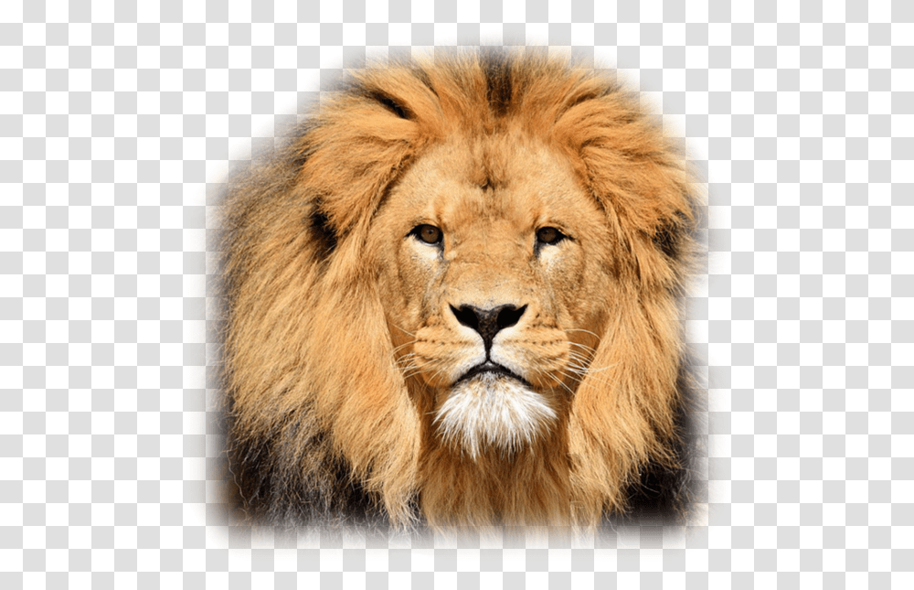 Poetry Of Lion, Wildlife, Mammal, Animal Transparent Png