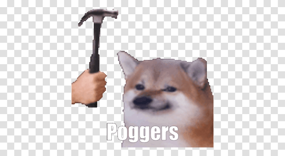 Poggers Hammer Gif Poggers Hammer Doge Discover & Share Gifs Doge Meme Gif, Pet, Canine, Animal, Mammal Transparent Png