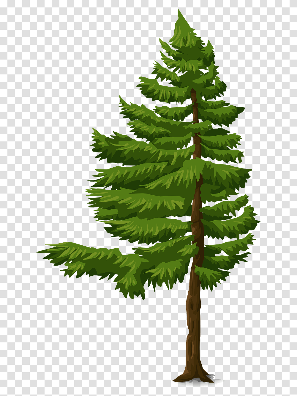 Pohon Cemara Vektor, Tree, Plant, Conifer, Fir Transparent Png