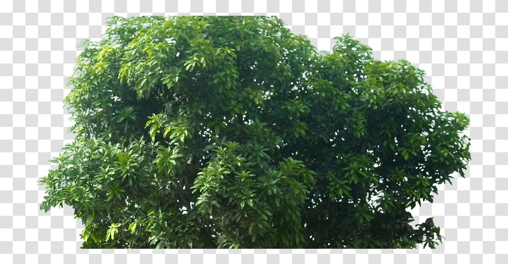 Pohon Mangga Mide Studio Mango Tree, Plant, Vegetation, Outdoors, Leaf Transparent Png