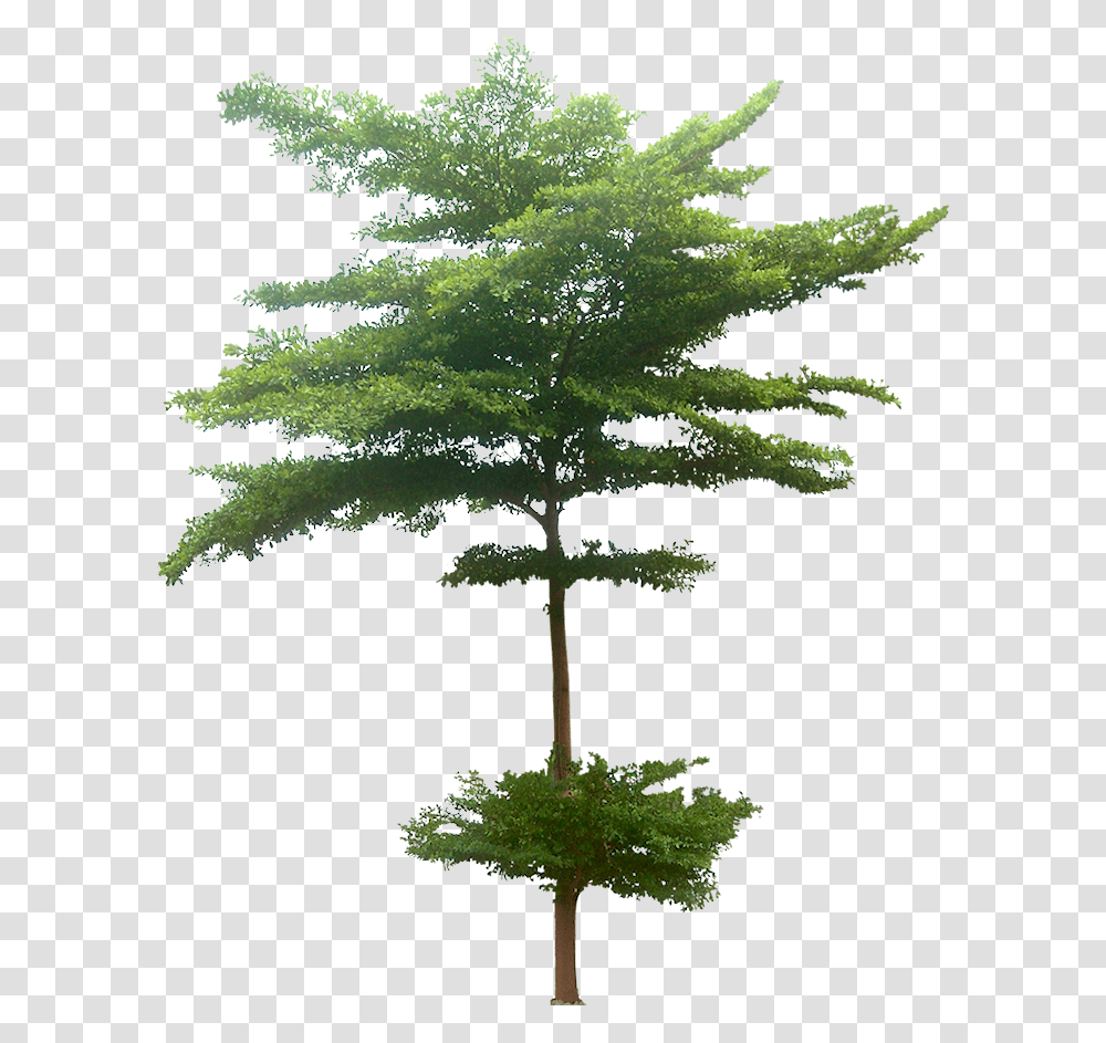 Pohon, Tree, Plant, Conifer, Cross Transparent Png