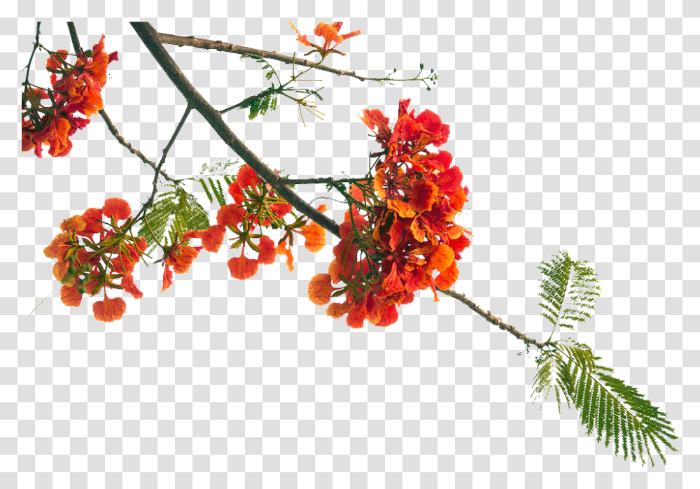 Poinciana Flowers, Plant, Leaf, Tree, Acanthaceae Transparent Png