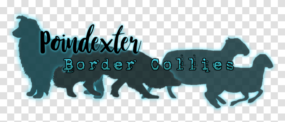 Poindexter Border Collies Canidae, Text, Reptile, Animal, Label Transparent Png