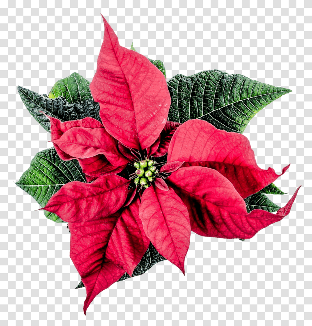 Poinsettia Background & Clipart Free Christmas Poinsettia, Leaf, Plant, Flower, Blossom Transparent Png