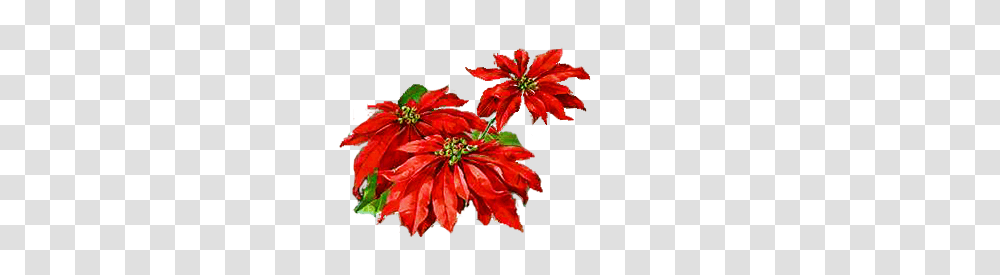 Poinsettia Border Cliparts, Plant, Petal, Flower, Dahlia Transparent Png