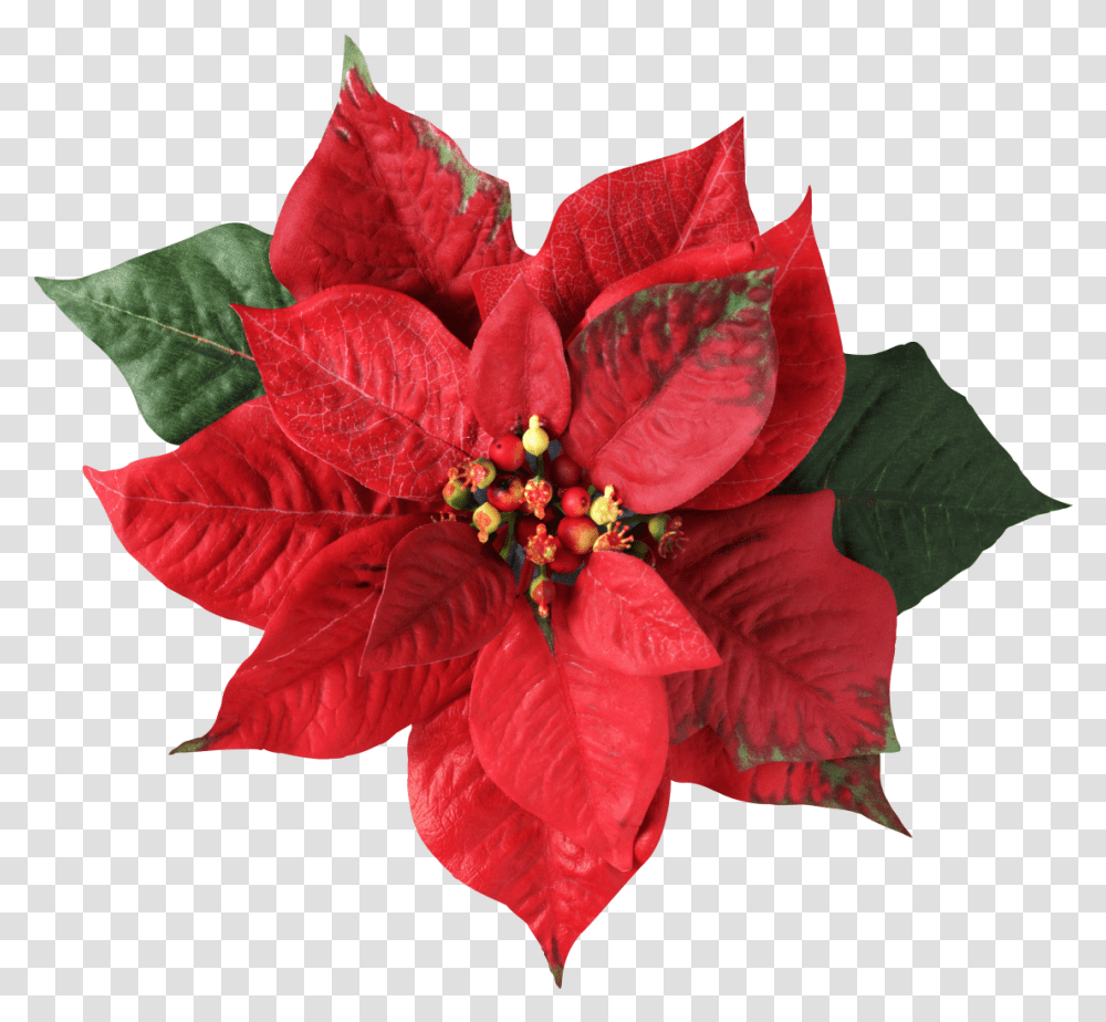 Poinsettia Christmas Decoration Flower Christmas Flower, Plant, Leaf, Blossom, Rose Transparent Png